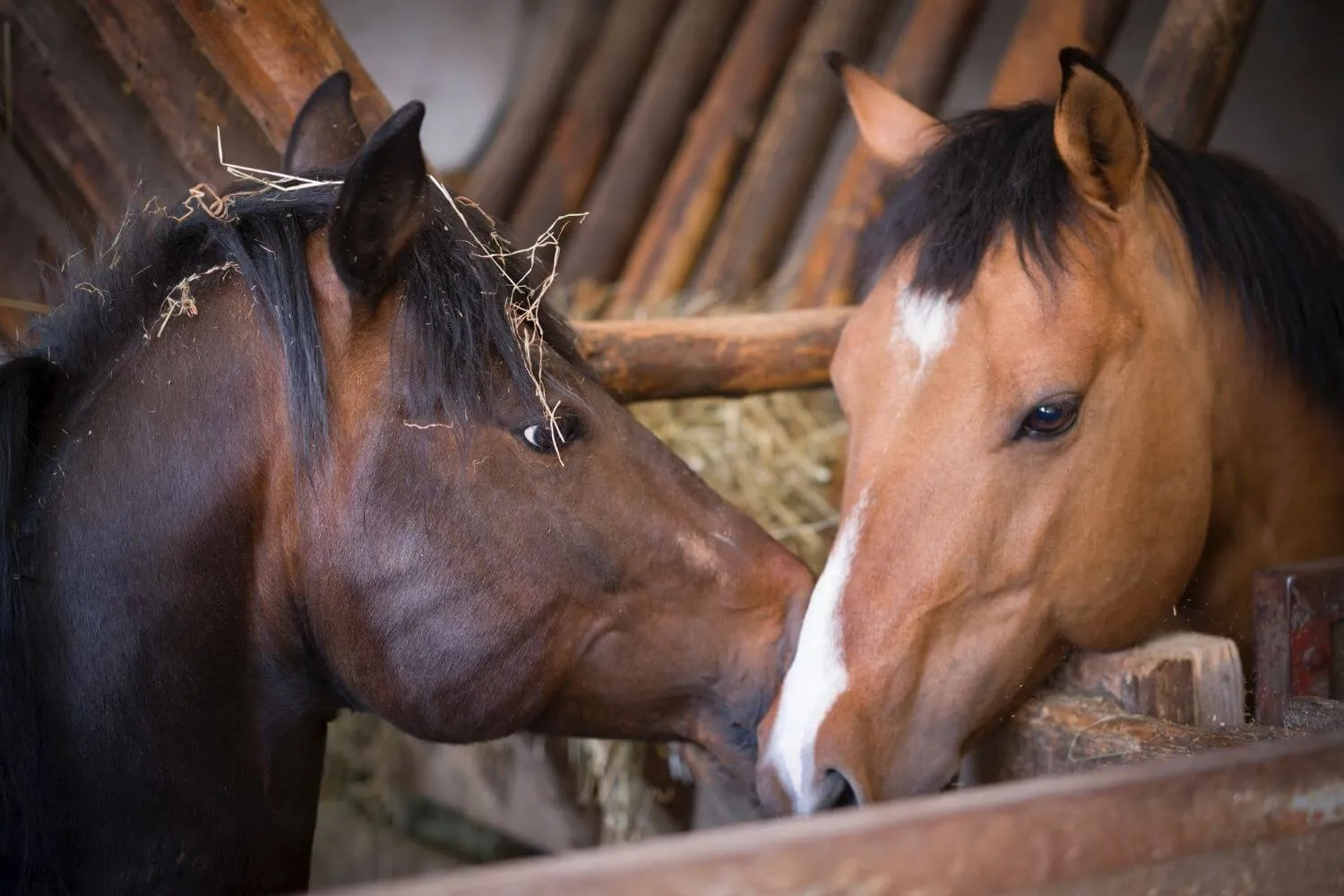 Ein dunkelbraunes Pferd mit Heu in der Mähne und ein Falbe mit Blesse beschnuppern sich im Stall