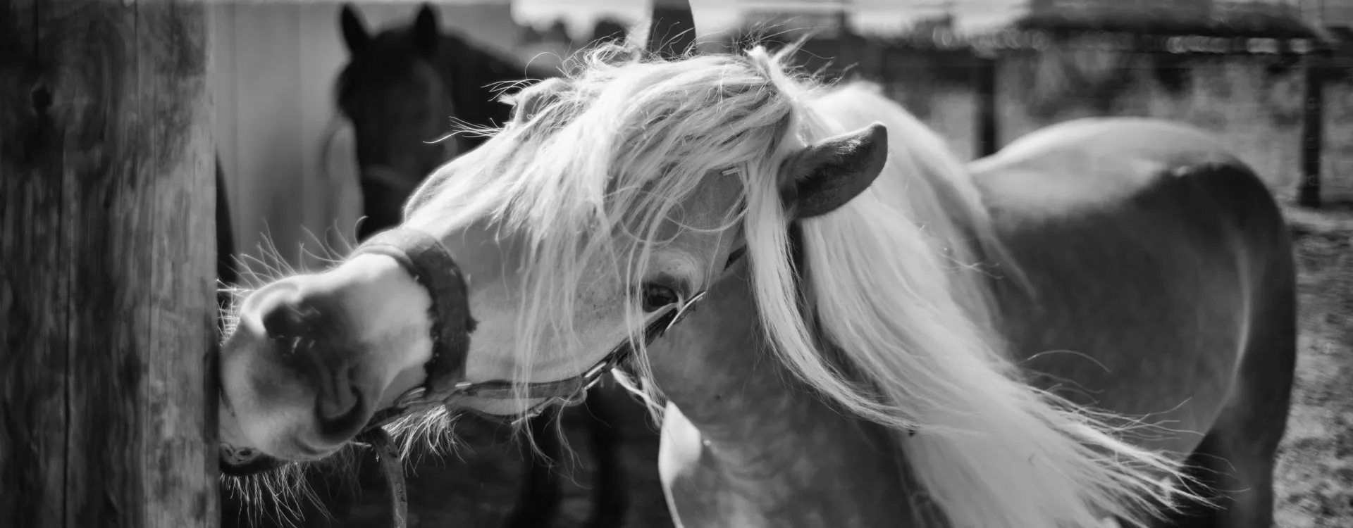 Pony mit langer heller Mähne kratzt sich an einem Holzpfosten im Paddock, Schwarzweiß