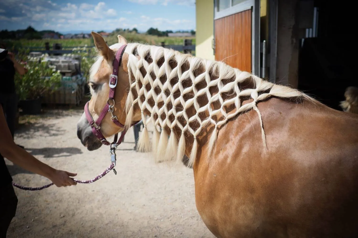 Haflinger mit kunstvoll geflochtener Netzmähne und rosa Halfter wird vor dem Stall am Strick geführt