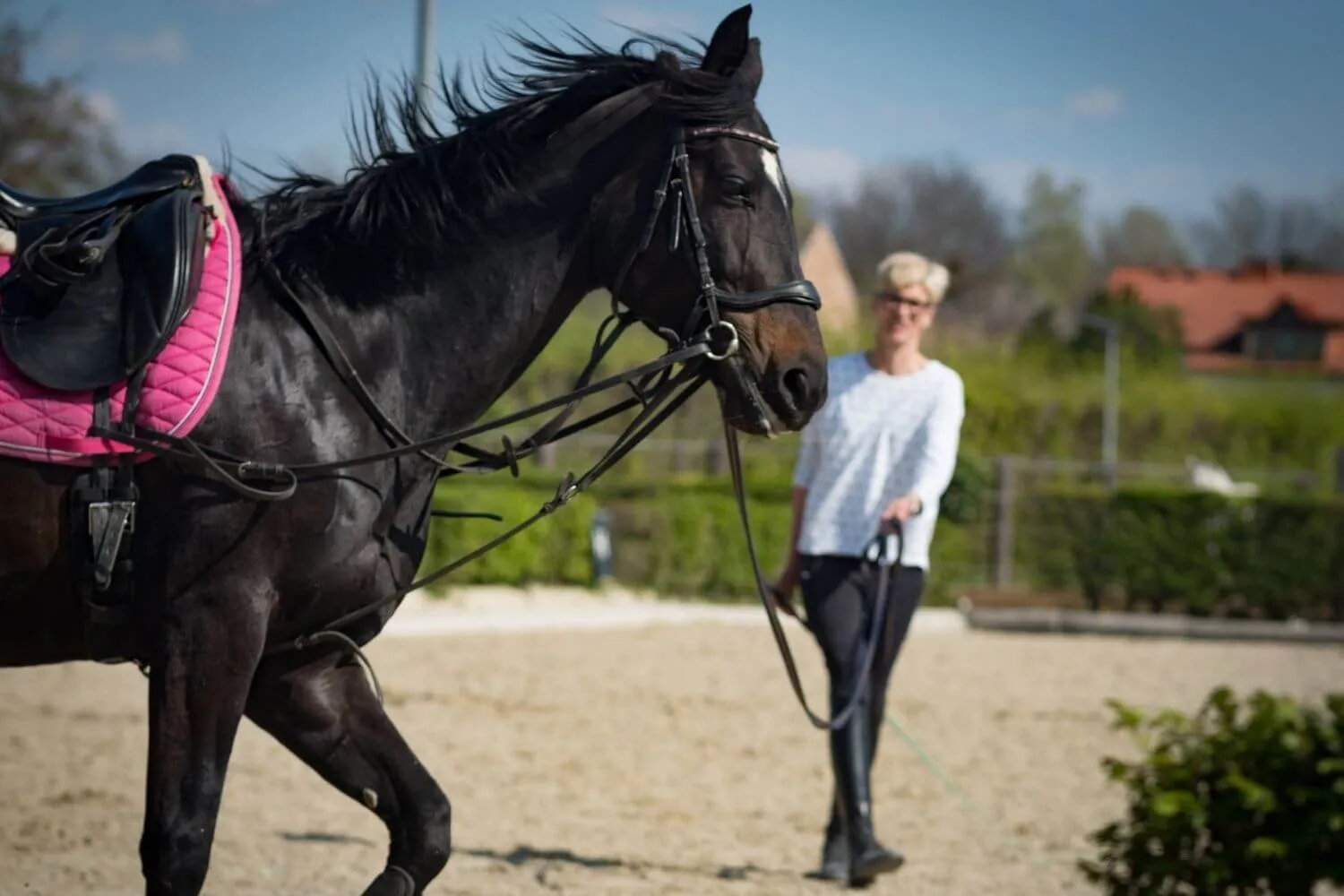 Frau arbeitet einen Rappen mit pinker Satteldecke an der Doppellonge auf dem Reitplatz
