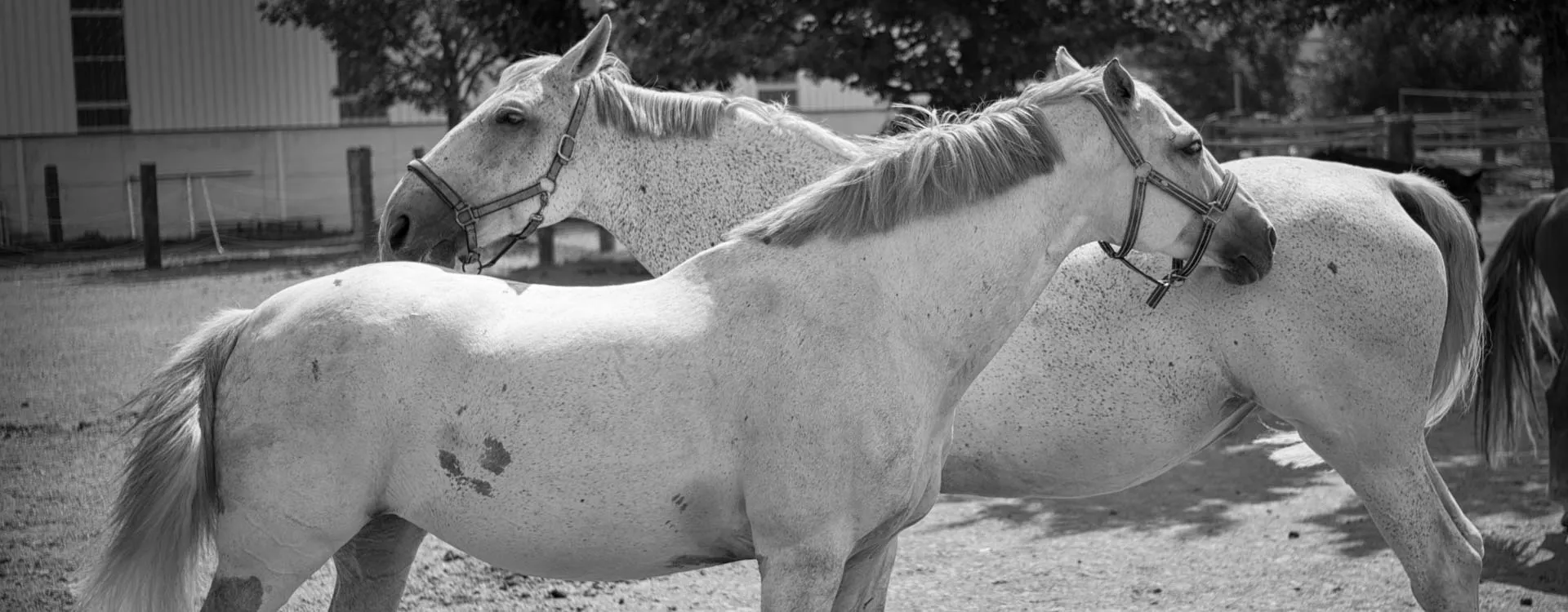 Zwei Schimmel mit Halftern stehen nebeneinander auf dem sonnigen Paddock, Schwarzweiß