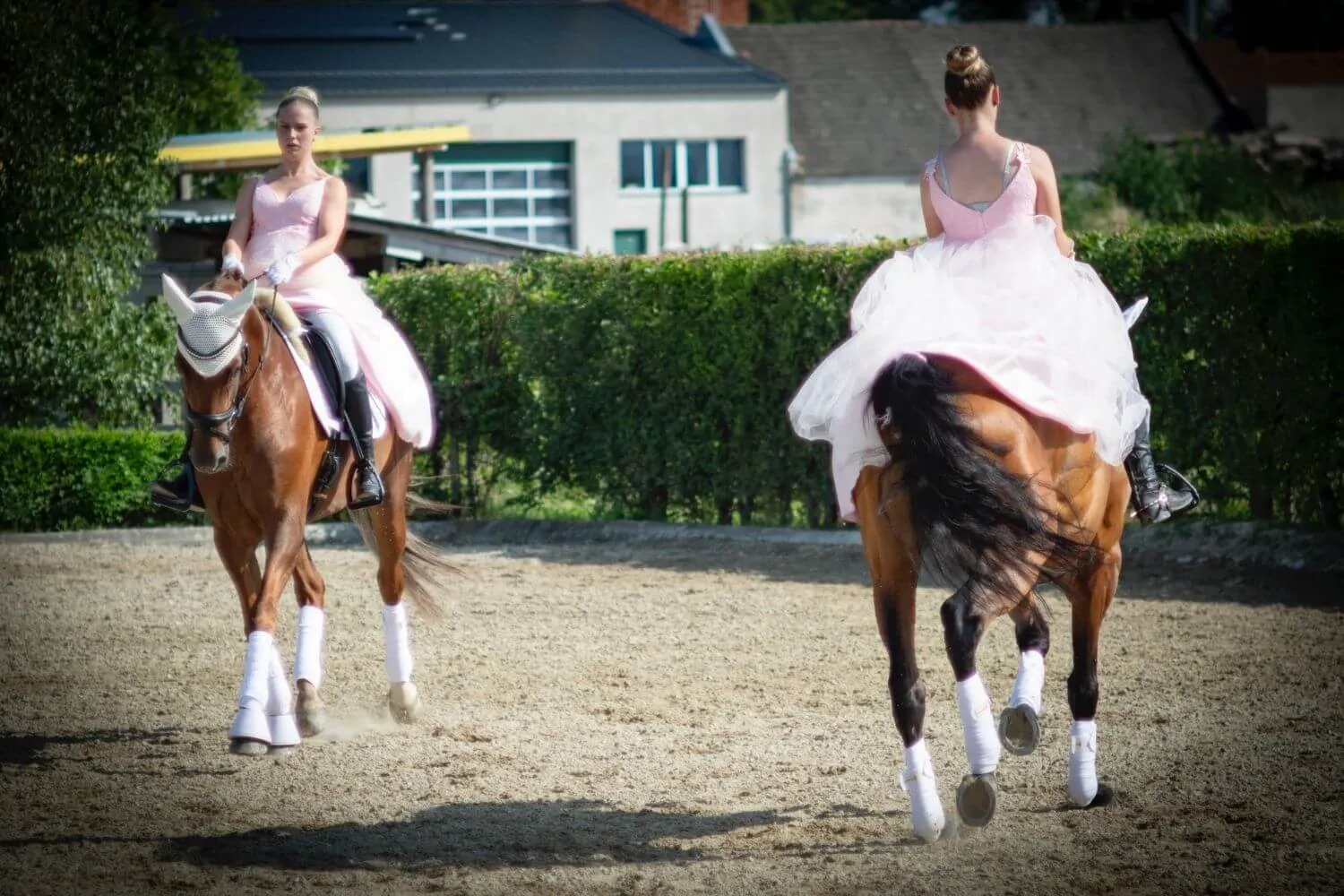 Zwei Reiterinnen in rosa Tüllkleidern reiten auf Füchsen mit weißen Bandagen über den Reitplatz