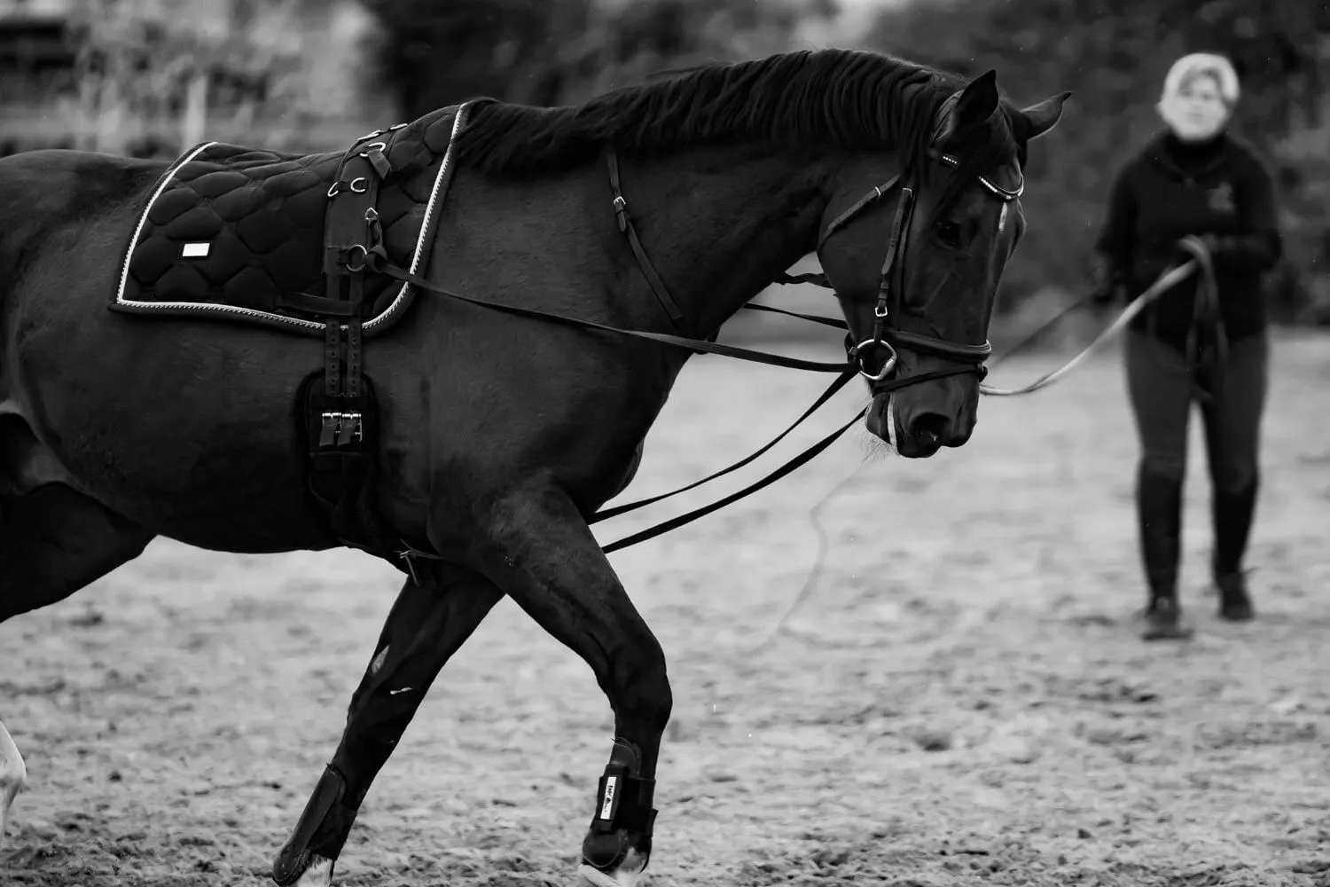 Frau longiert einen Rappen mit Satteldecke an der Doppellonge auf dem Reitplatz, Schwarzweiß