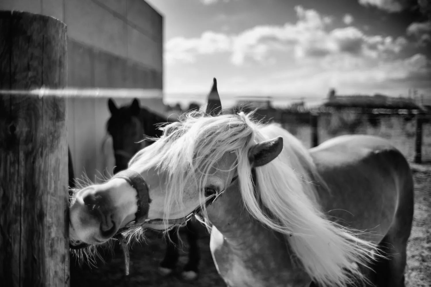 Helles Pony mit langer Mähne kratzt sich den Kopf an einem Holzpfosten im Paddock, Schwarzweiß