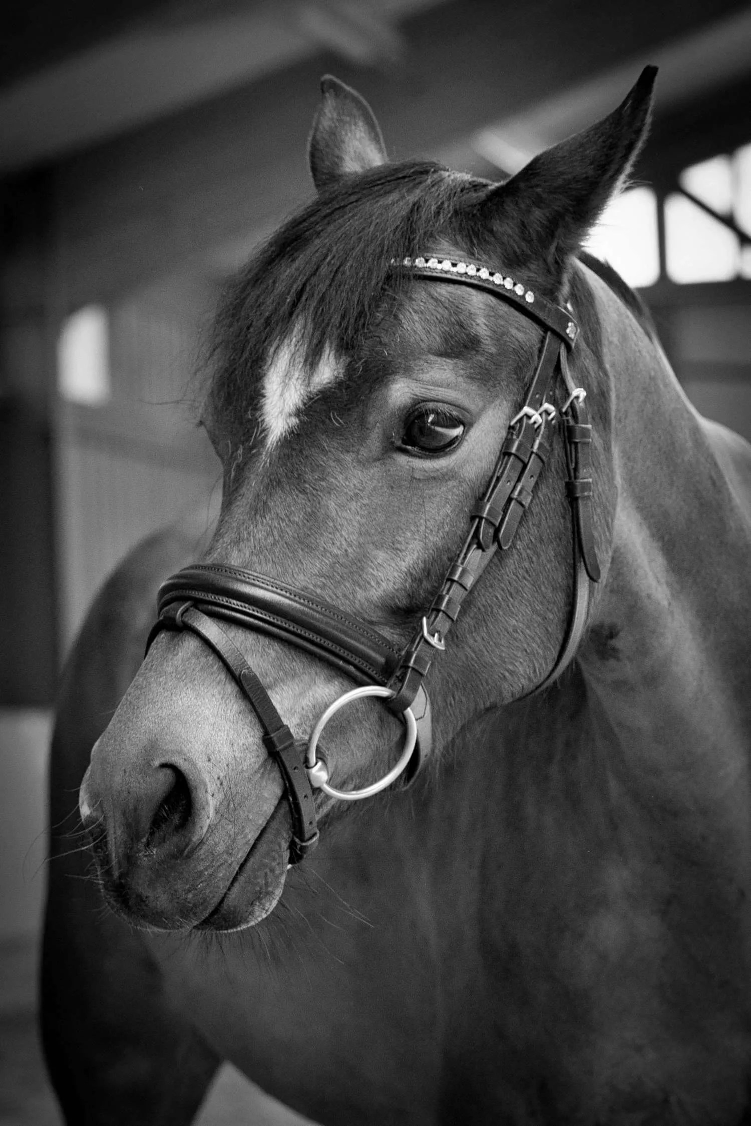 Kopfportrait eines dunklen Ponys mit Stern und Trense im Stall in Schwarzweiß