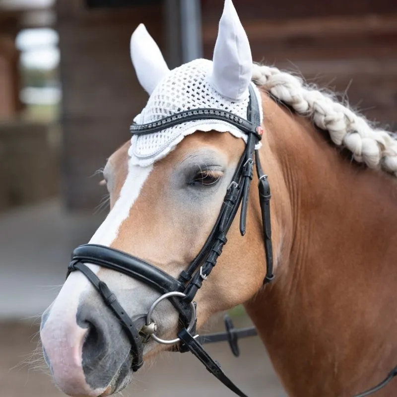 Kopfportrait eines Haflingers mit weißer Fliegenhaube, schwarzer Trense und eingeflochtener heller Mähne